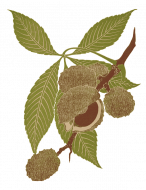 Palīdzība Andrejam Pirogovam