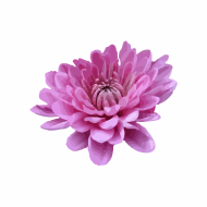 Palīdzība Nataļjai Kostikovai