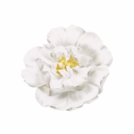 Atkārtota palīdzība Jeļenai Poļitovai