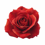 Atkārtota palīdzība Nataļjai Kostikovai