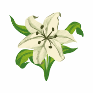 Atkārtota palīdzība Verai Berežnajai