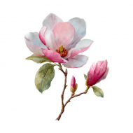 Palīdzība Dacei Balančonokai