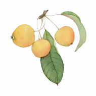 Atkārtota palīdzība Aleksandram Trofimovam