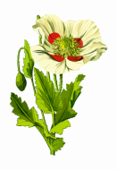 Atkārtota palīdzība Lienai Bērziņai