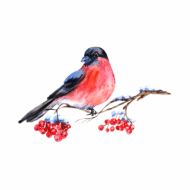 Atkārtota palīdzība Dainai Cīrulei