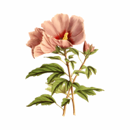 Palīdzība Veronikai Beļinskai