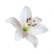 Palīdzība Lūcijai Kolesnikovai